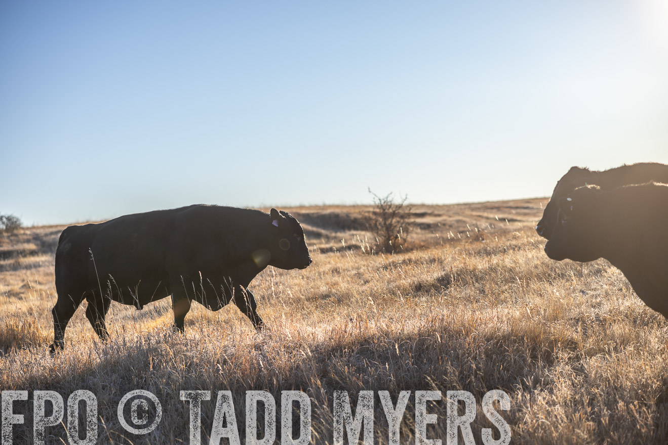 TMyers_PP_MalkowskiRanch_FairfieldND_Nov2024-516175