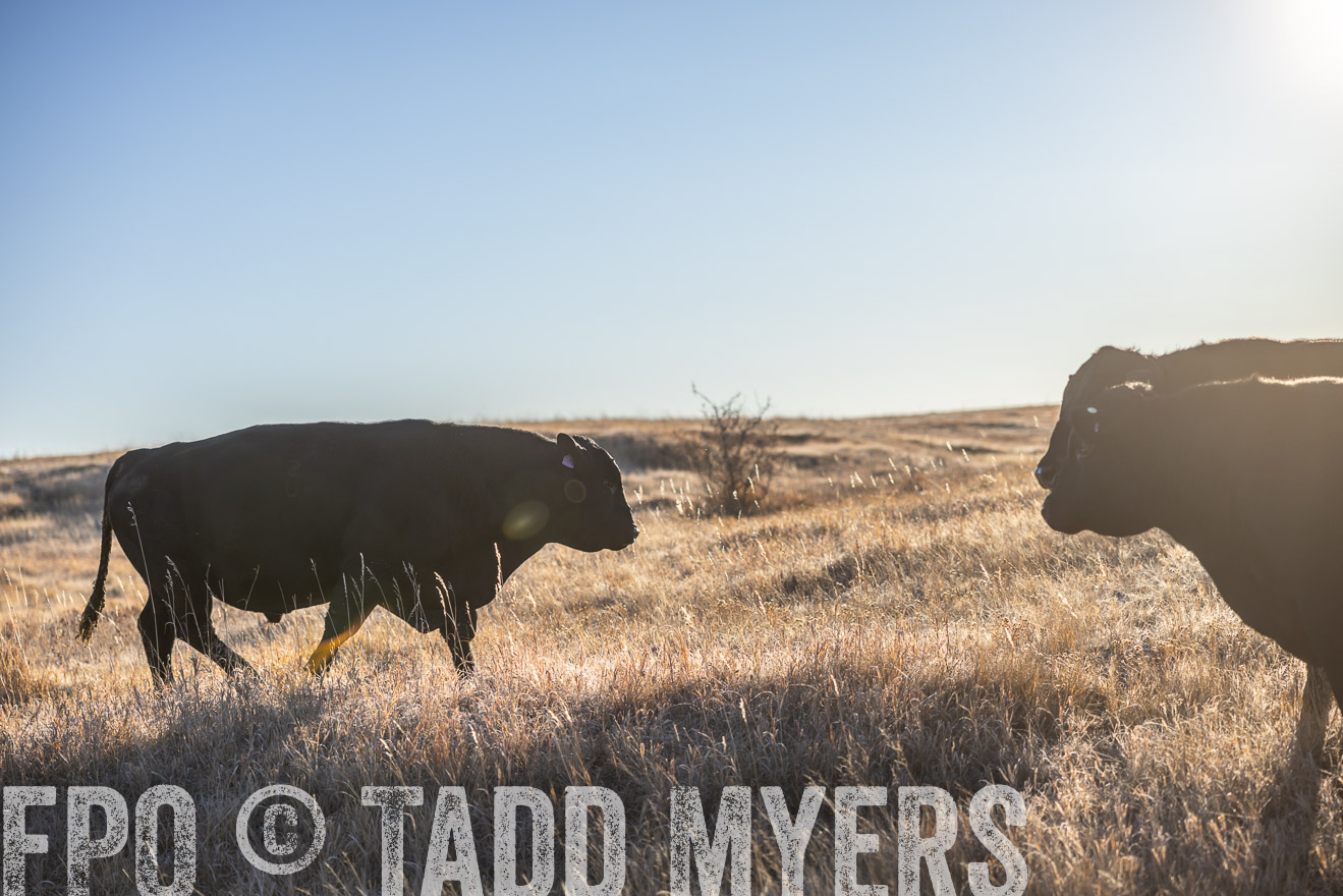 TMyers_PP_MalkowskiRanch_FairfieldND_Nov2024-516177