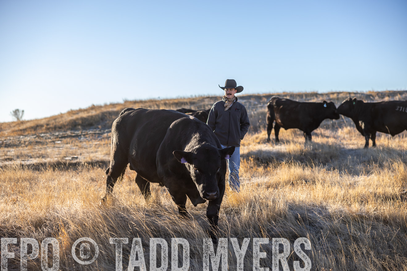 TMyers_PP_MalkowskiRanch_FairfieldND_Nov2024-516184