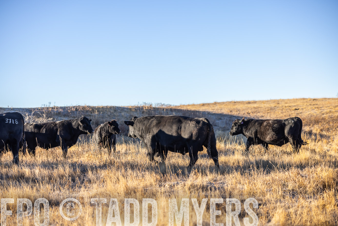 TMyers_PP_MalkowskiRanch_FairfieldND_Nov2024-516204