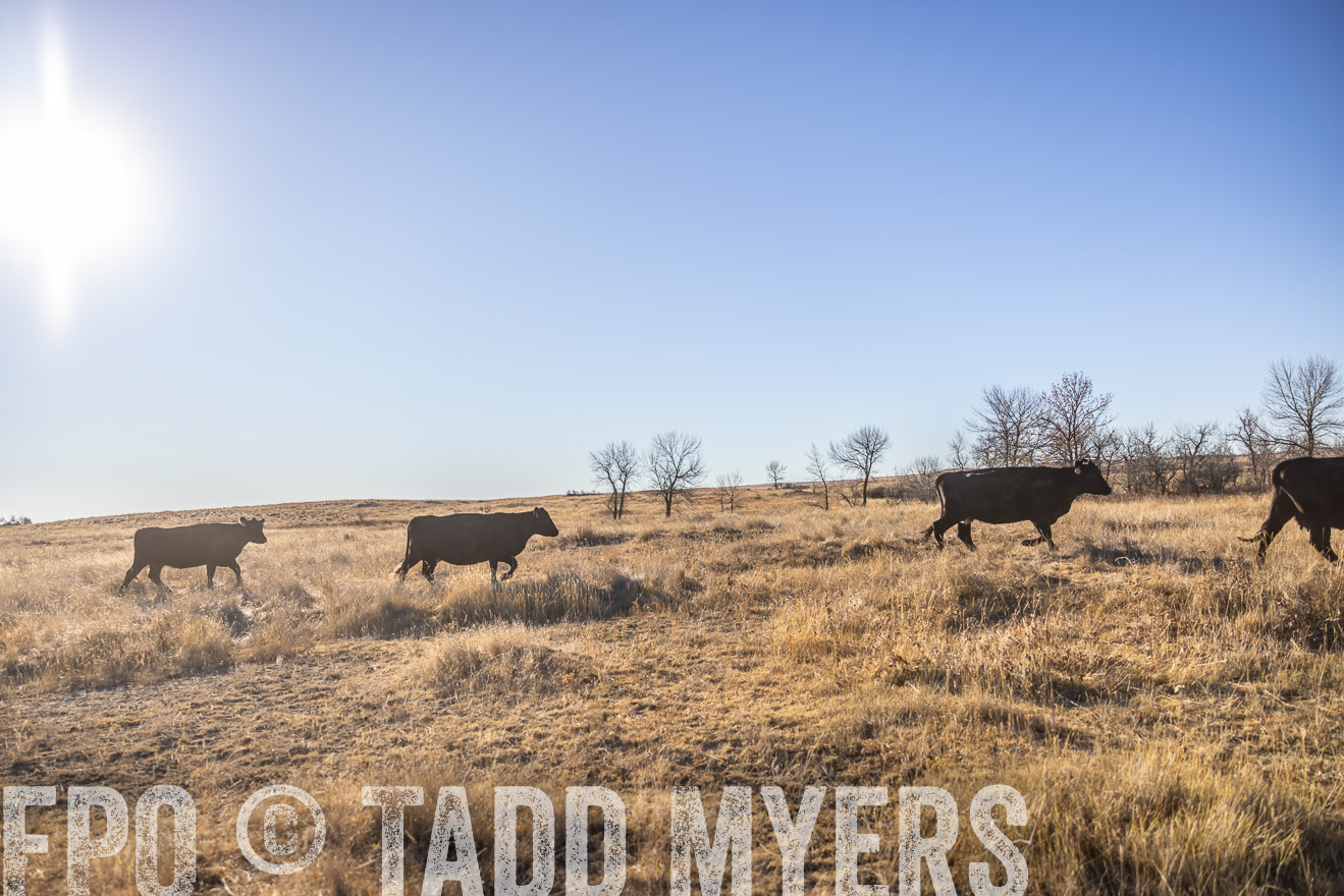 TMyers_PP_MalkowskiRanch_FairfieldND_Nov2024-516373
