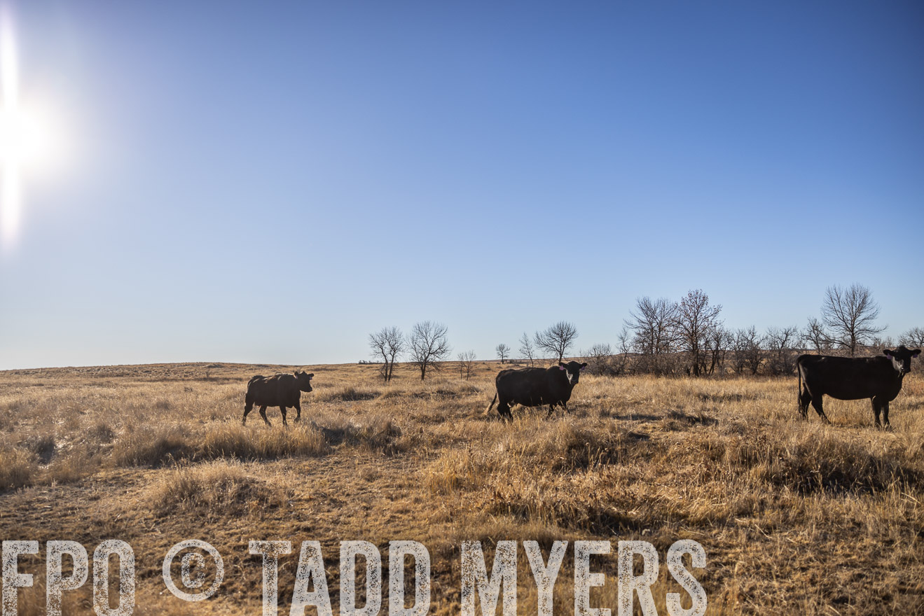 TMyers_PP_MalkowskiRanch_FairfieldND_Nov2024-516376