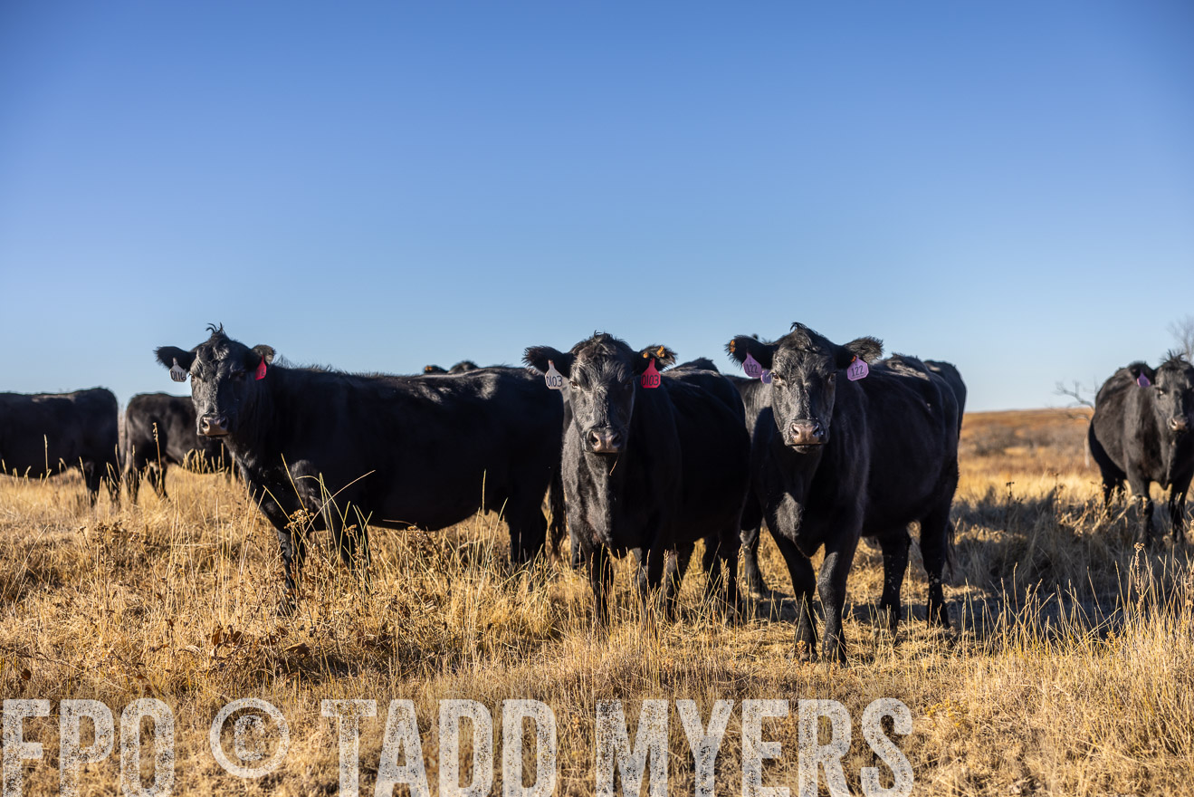 TMyers_PP_MalkowskiRanch_FairfieldND_Nov2024-516390
