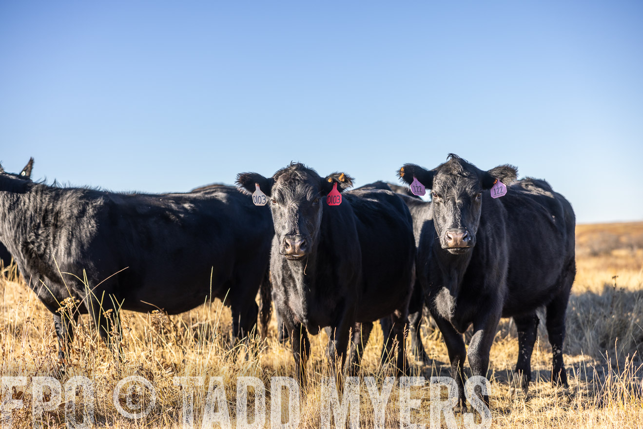 TMyers_PP_MalkowskiRanch_FairfieldND_Nov2024-516392