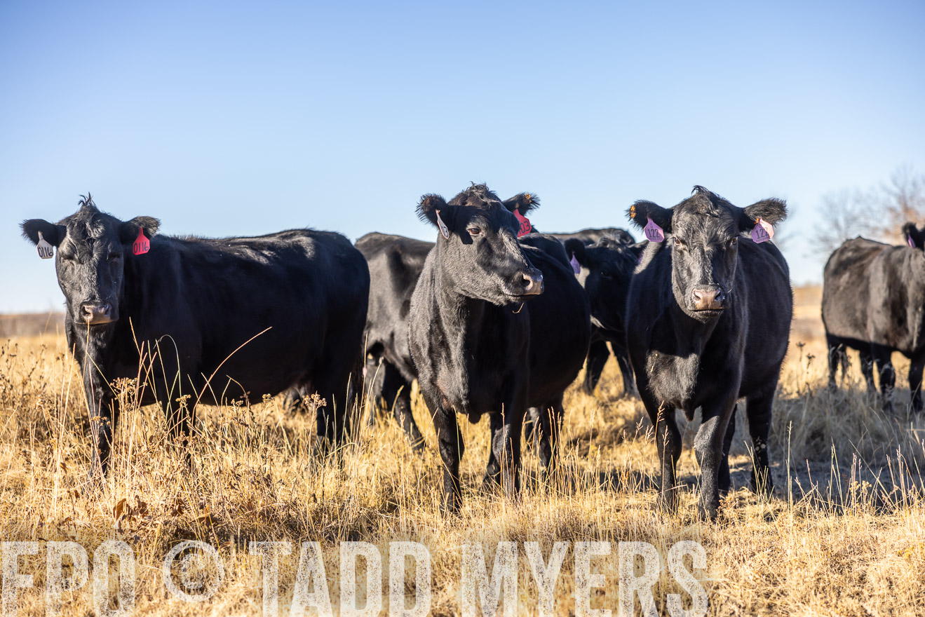 TMyers_PP_MalkowskiRanch_FairfieldND_Nov2024-516395