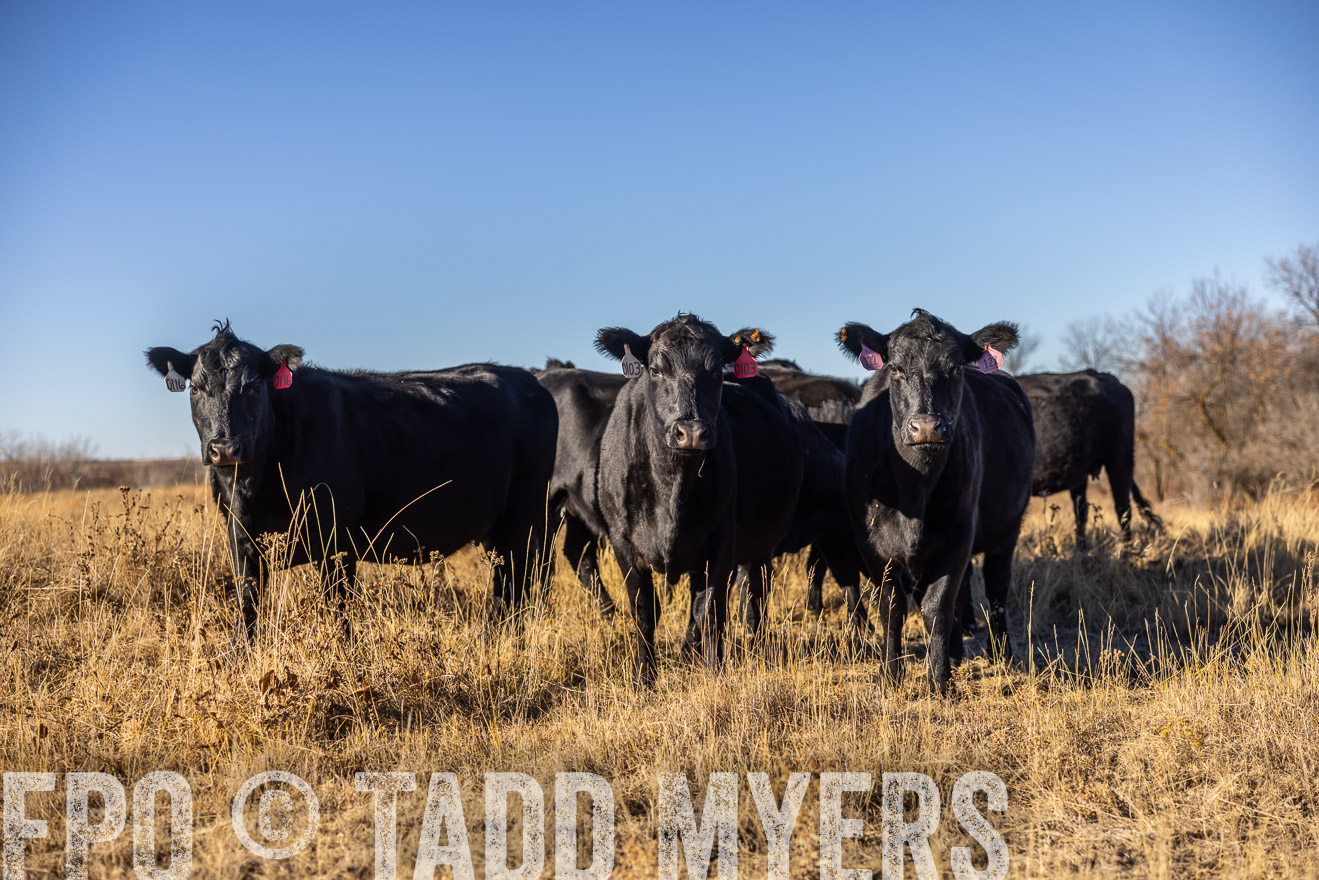 TMyers_PP_MalkowskiRanch_FairfieldND_Nov2024-516400