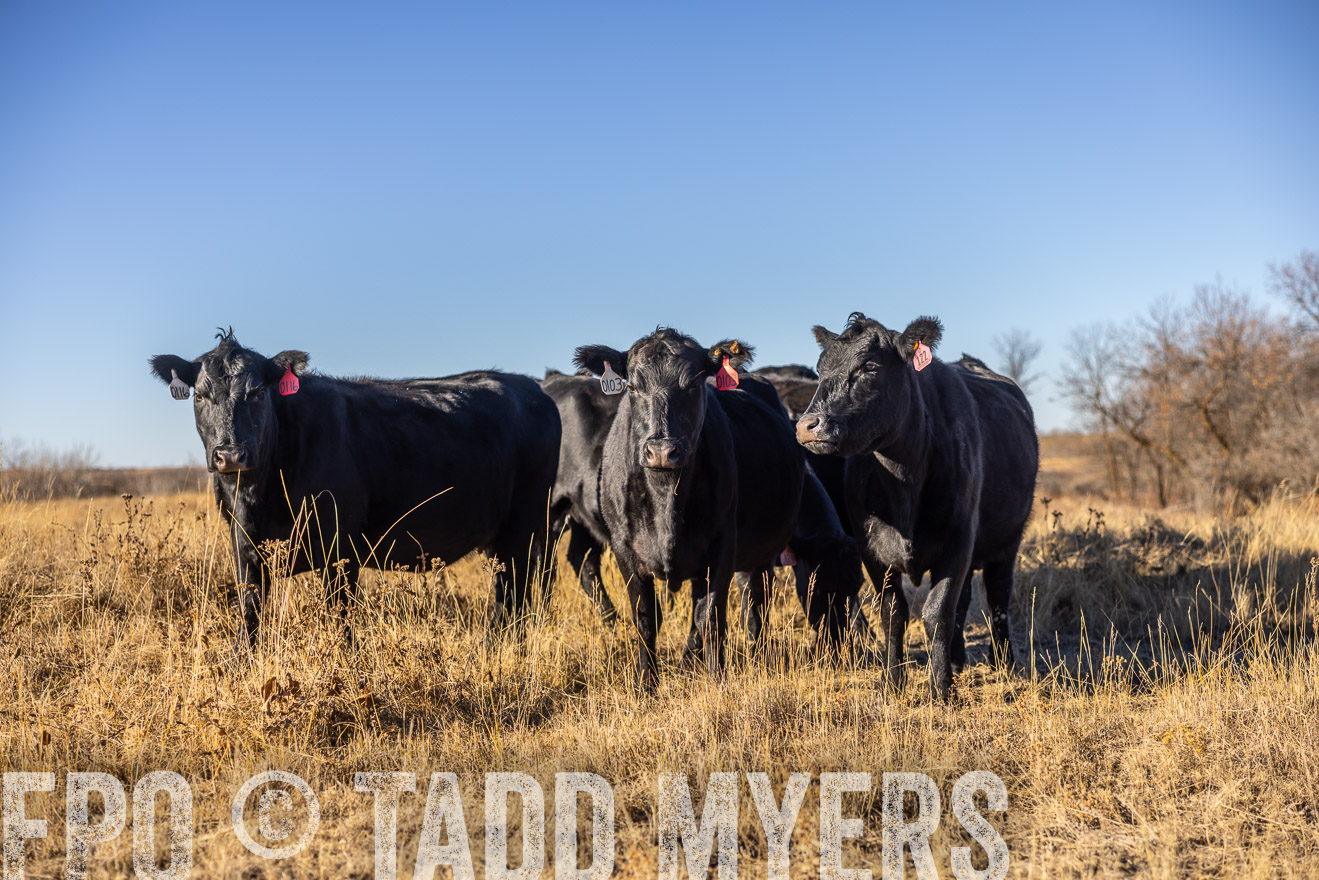 TMyers_PP_MalkowskiRanch_FairfieldND_Nov2024-516402