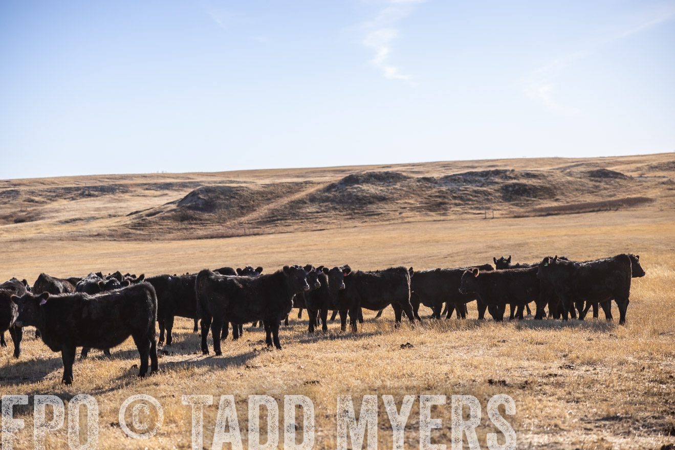 TMyers_PP_MalkowskiRanch_FairfieldND_Nov2024-517720