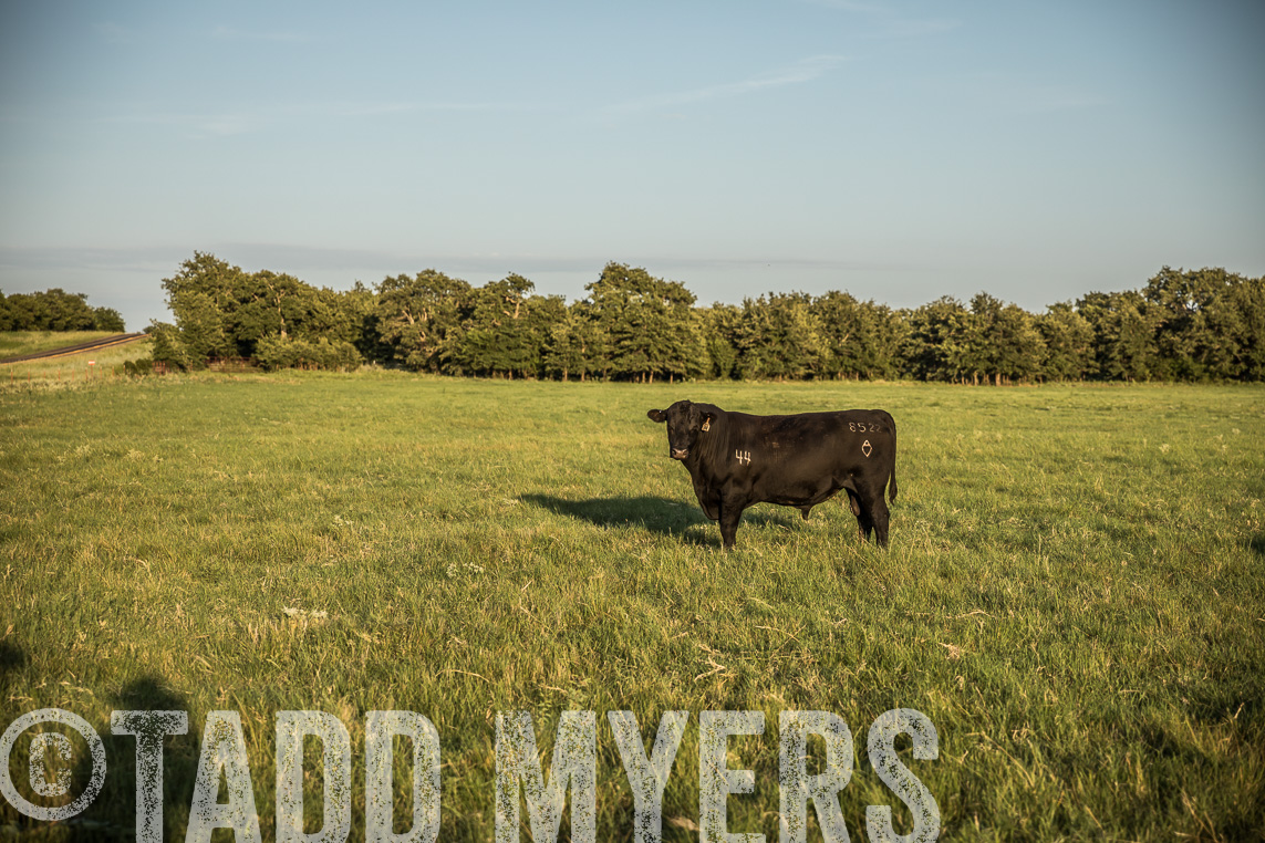TMyers_Agriventure_GrahamTX_July2020-44098