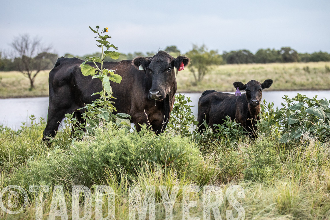 TMyers_Agriventure_GrahamTX_July2020-44668