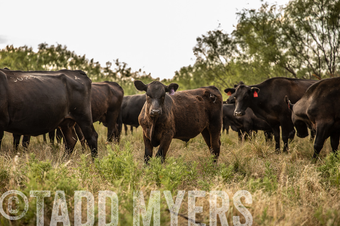 TMyers_Agriventure_GrahamTX_July2020-45198