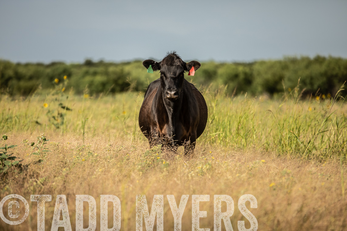 TMyers_Agriventure_GrahamTX_July2020-45745