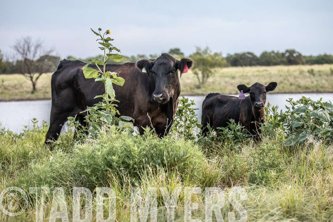 TMyers_Agriventure_GrahamTX_July2020-44667
