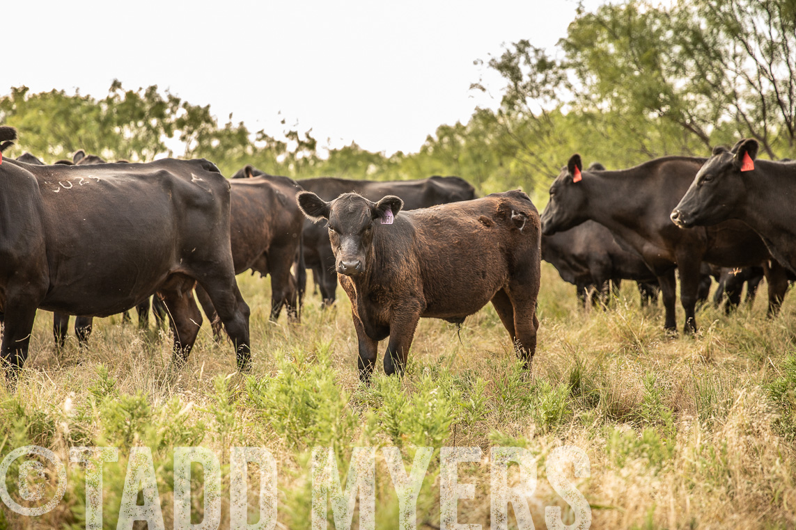 TMyers_Agriventure_GrahamTX_July2020-45177