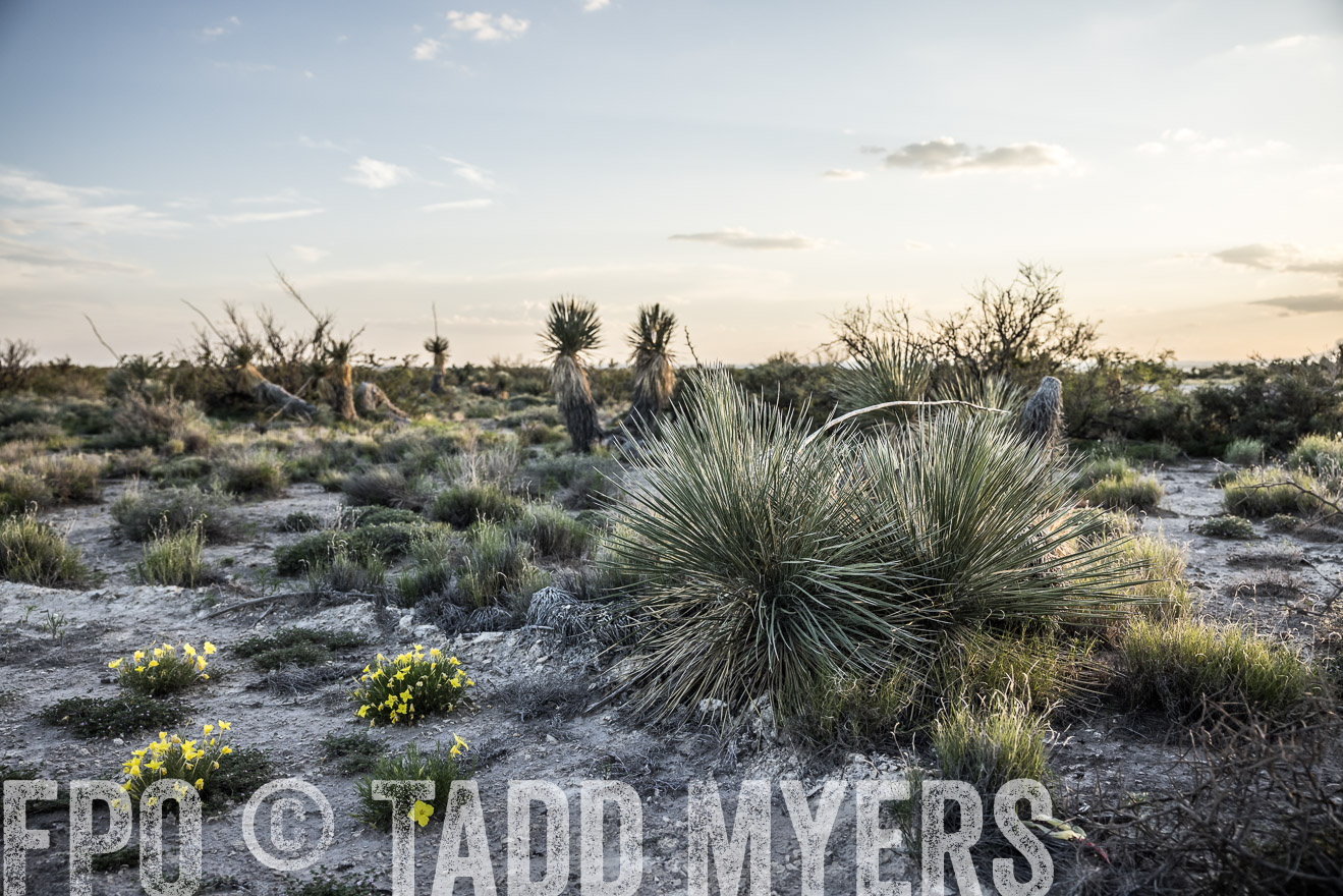 TMyers_Cimarex_TX_July2021-525006