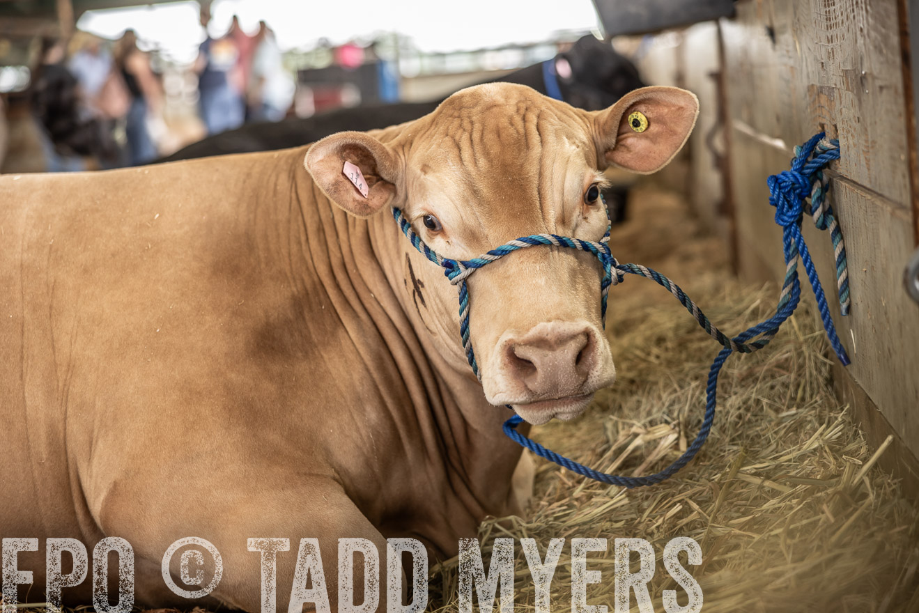 TMyers_PlotTwist_HEB_ConroeTX_April2024-515706