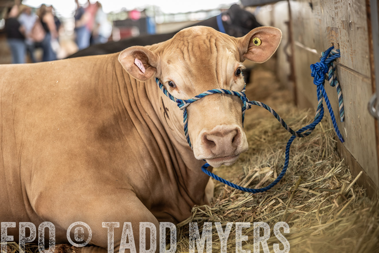 TMyers_PlotTwist_HEB_ConroeTX_April2024-515708
