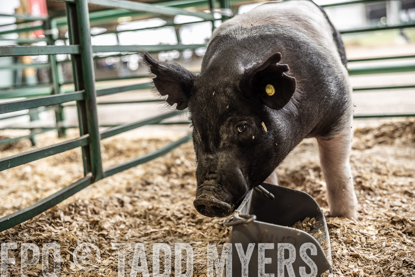 TMyers_PlotTwist_HEB_ConroeTX_April2024-515720