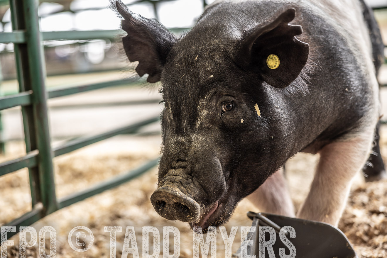 TMyers_PlotTwist_HEB_ConroeTX_April2024-515721