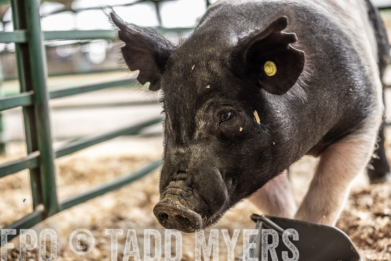 TMyers_PlotTwist_HEB_ConroeTX_April2024-515722