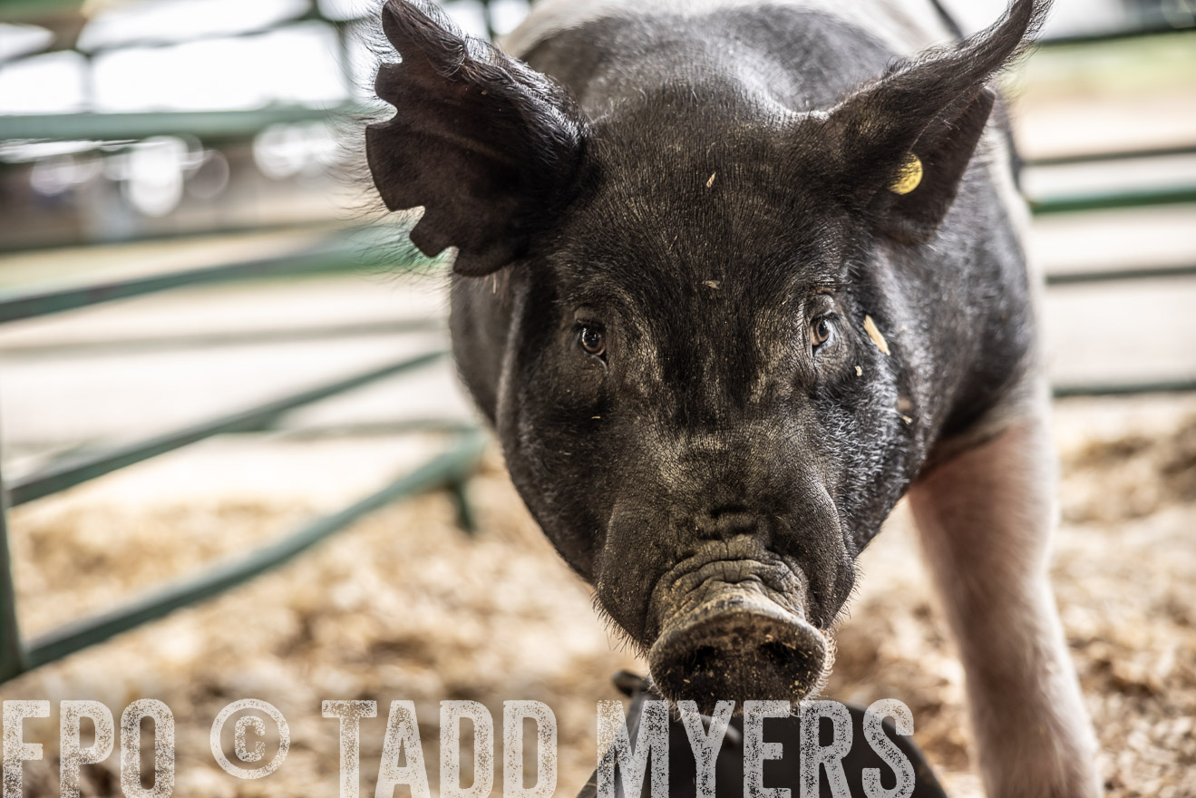 TMyers_PlotTwist_HEB_ConroeTX_April2024-515723