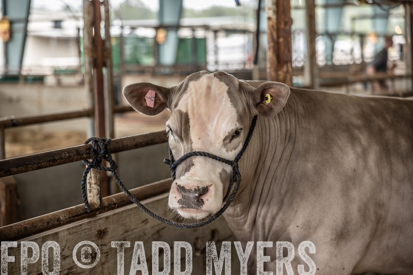 TMyers_PlotTwist_HEB_ConroeTX_April2024-515746