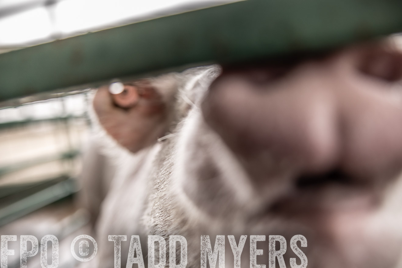 TMyers_PlotTwist_HEB_ConroeTX_April2024-515988