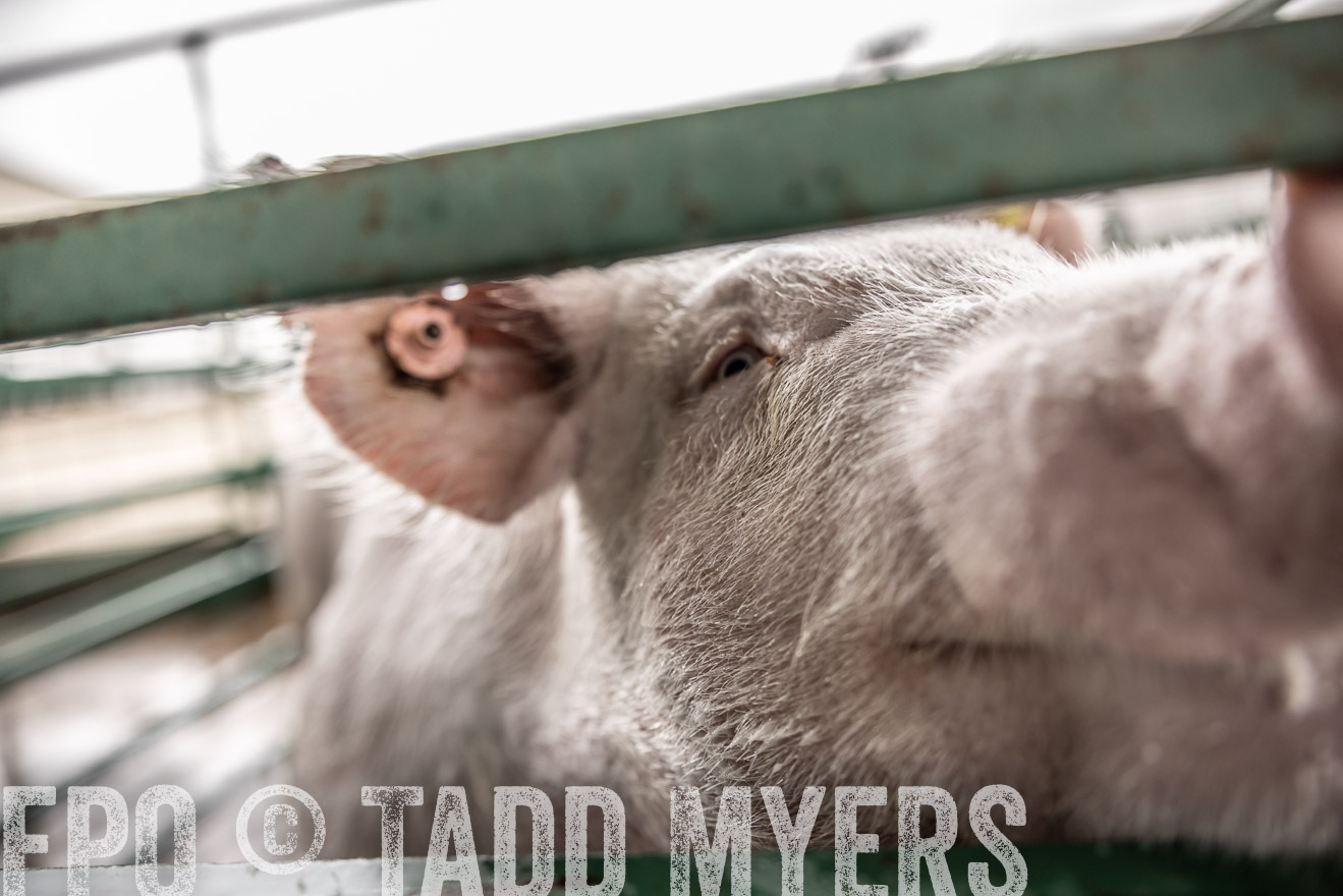 TMyers_PlotTwist_HEB_ConroeTX_April2024-515989