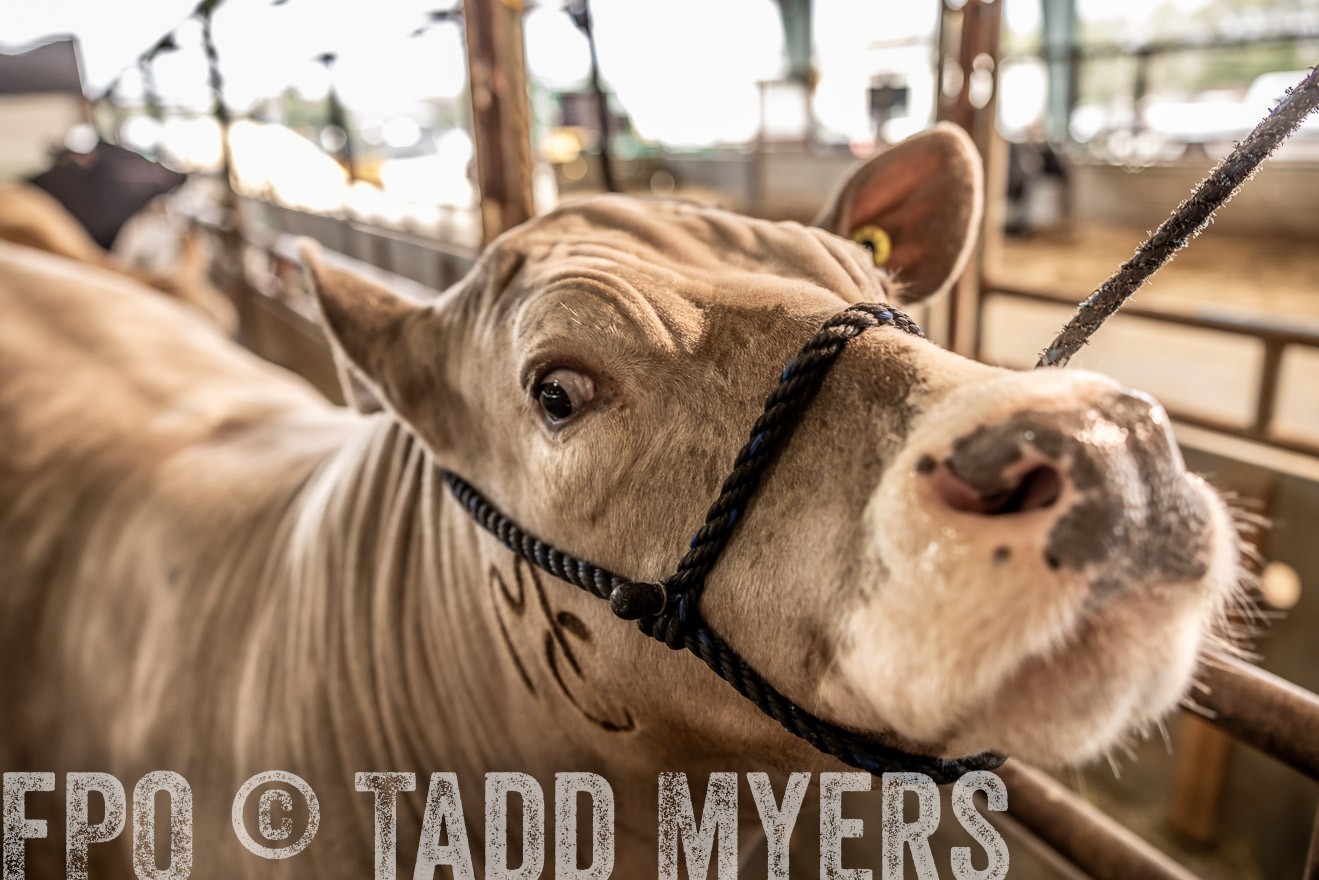 TMyers_PlotTwist_HEB_ConroeTX_April2024-516674