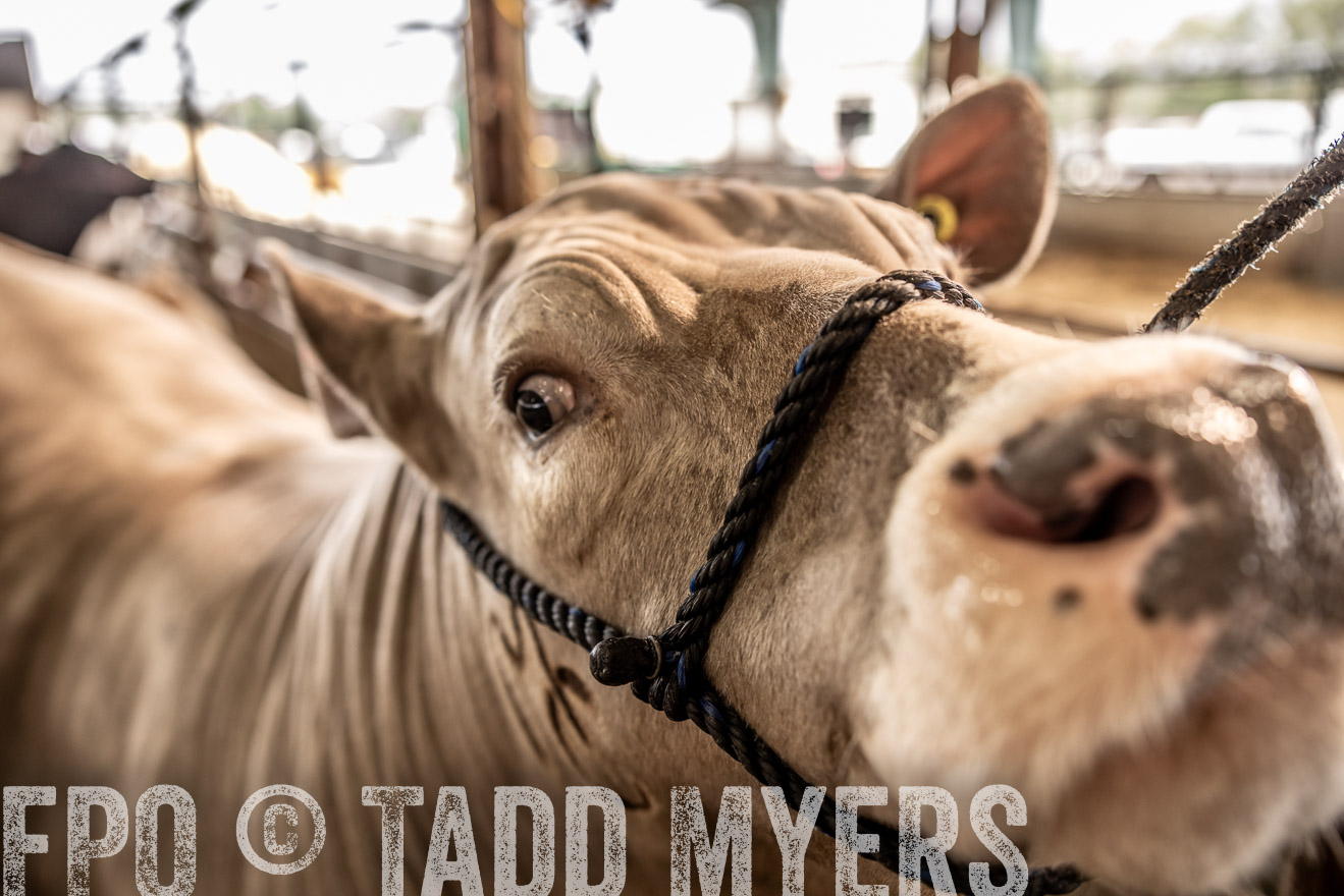 TMyers_PlotTwist_HEB_ConroeTX_April2024-516675