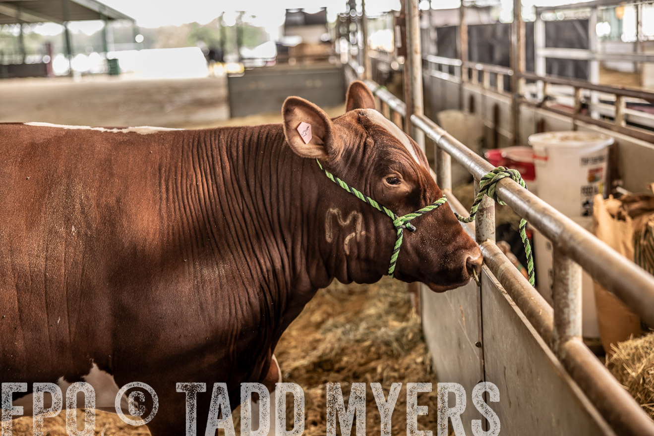 TMyers_PlotTwist_HEB_ConroeTX_April2024-517811