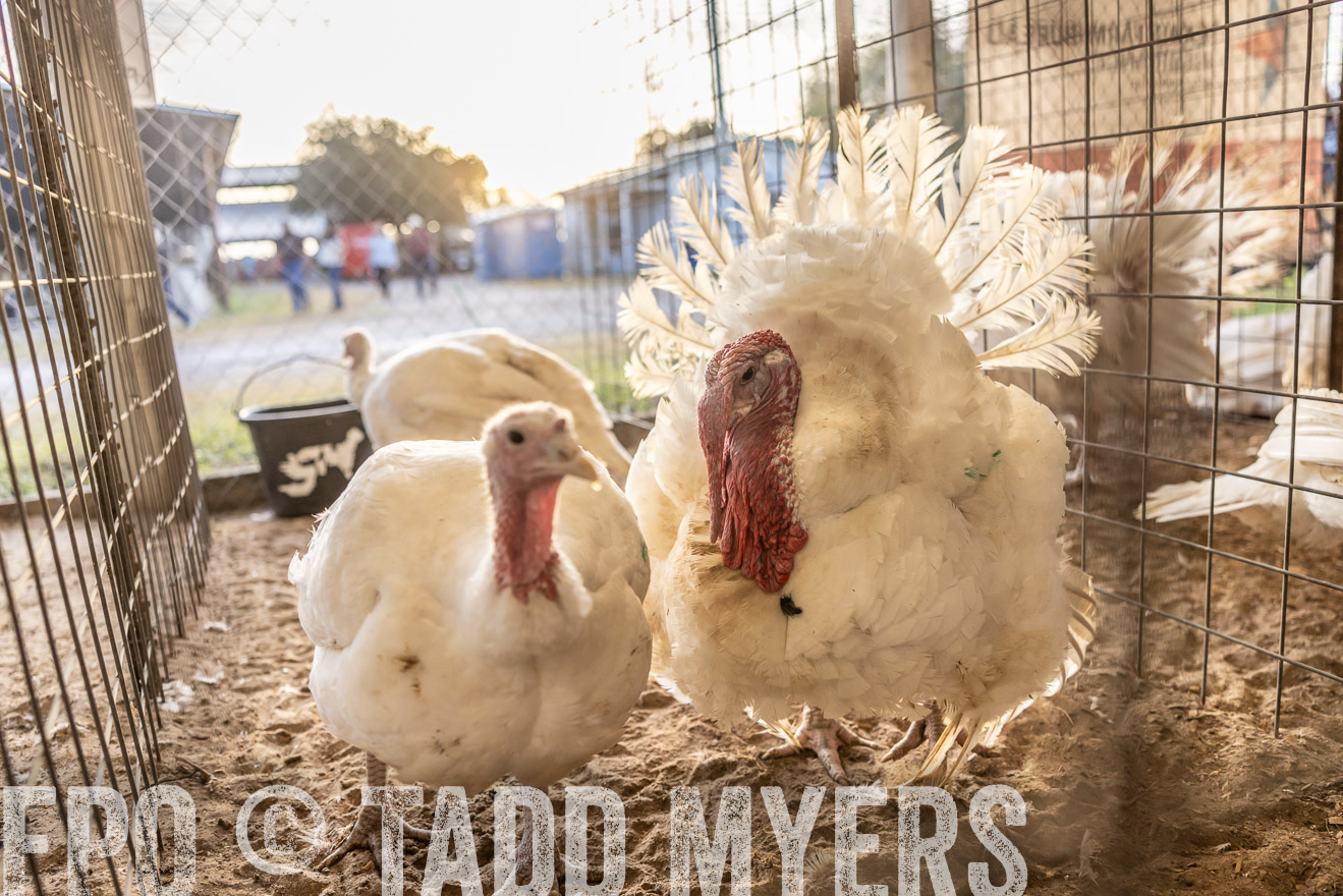 TMyers_PlotTwist_HEB_AliceTX_Oct2024-518277
