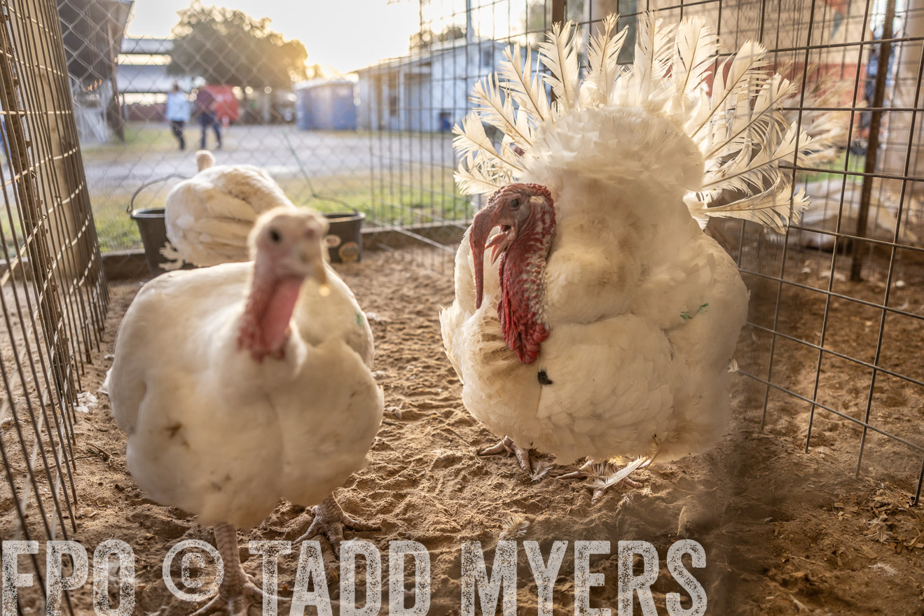 TMyers_PlotTwist_HEB_AliceTX_Oct2024-518284