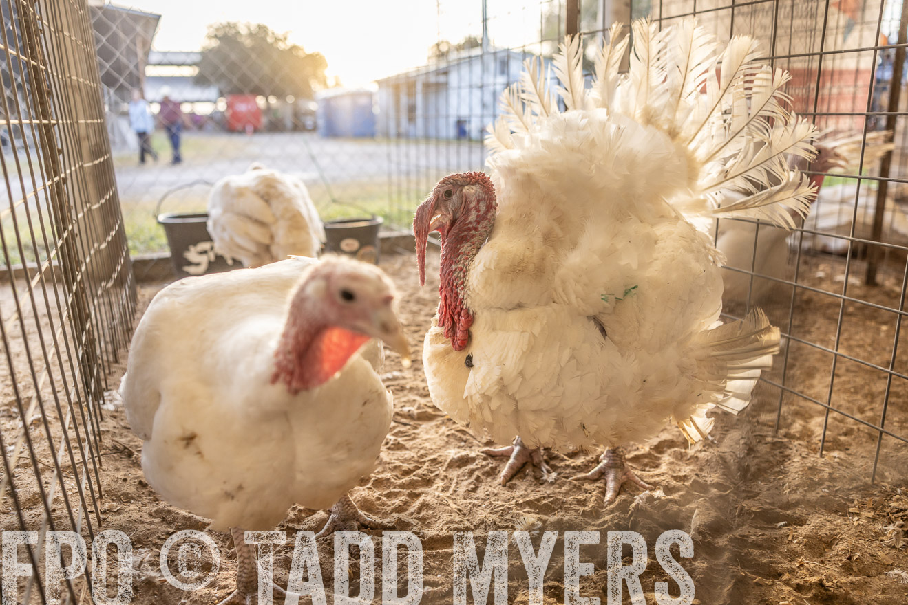TMyers_PlotTwist_HEB_AliceTX_Oct2024-518290