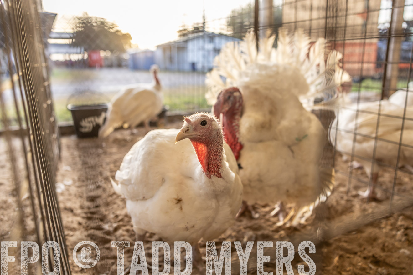 TMyers_PlotTwist_HEB_AliceTX_Oct2024-518302