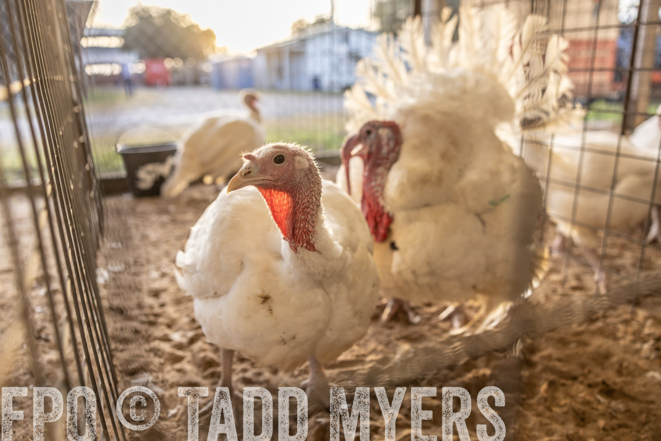 TMyers_PlotTwist_HEB_AliceTX_Oct2024-518306