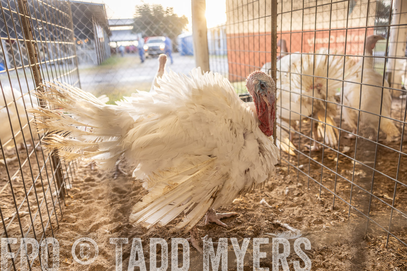 TMyers_PlotTwist_HEB_AliceTX_Oct2024-518322
