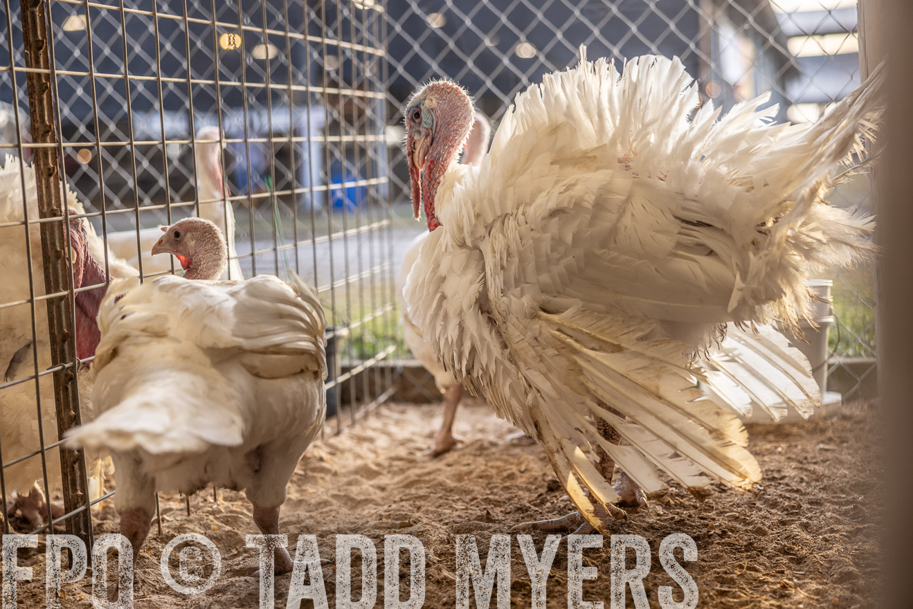 TMyers_PlotTwist_HEB_AliceTX_Oct2024-518345
