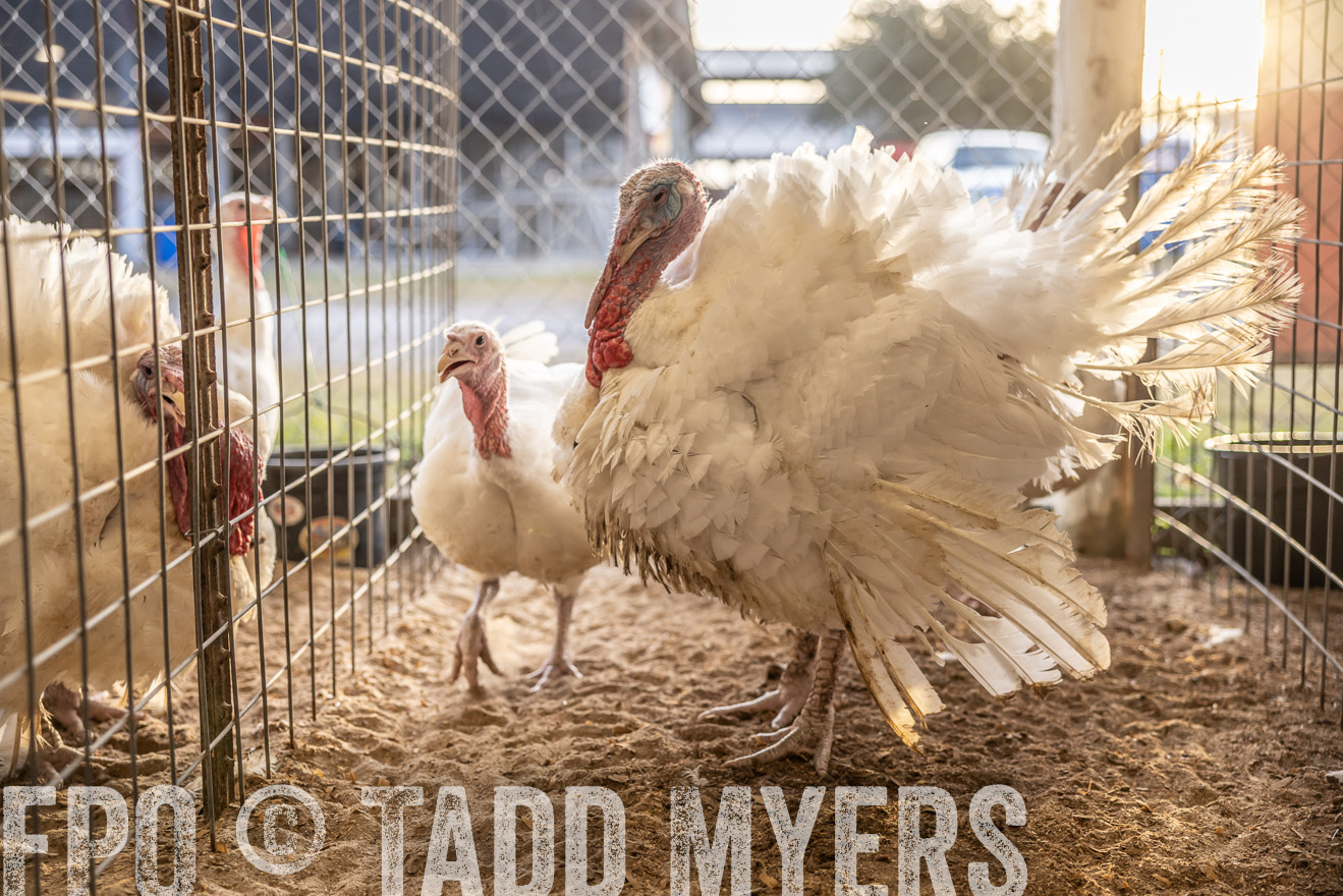 TMyers_PlotTwist_HEB_AliceTX_Oct2024-518354