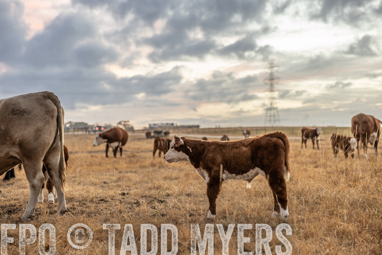 TMyers_PlotTwist_HEB_NewBerlinTX_Oct2024-514734