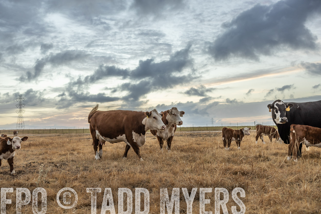 TMyers_PlotTwist_HEB_NewBerlinTX_Oct2024-514774