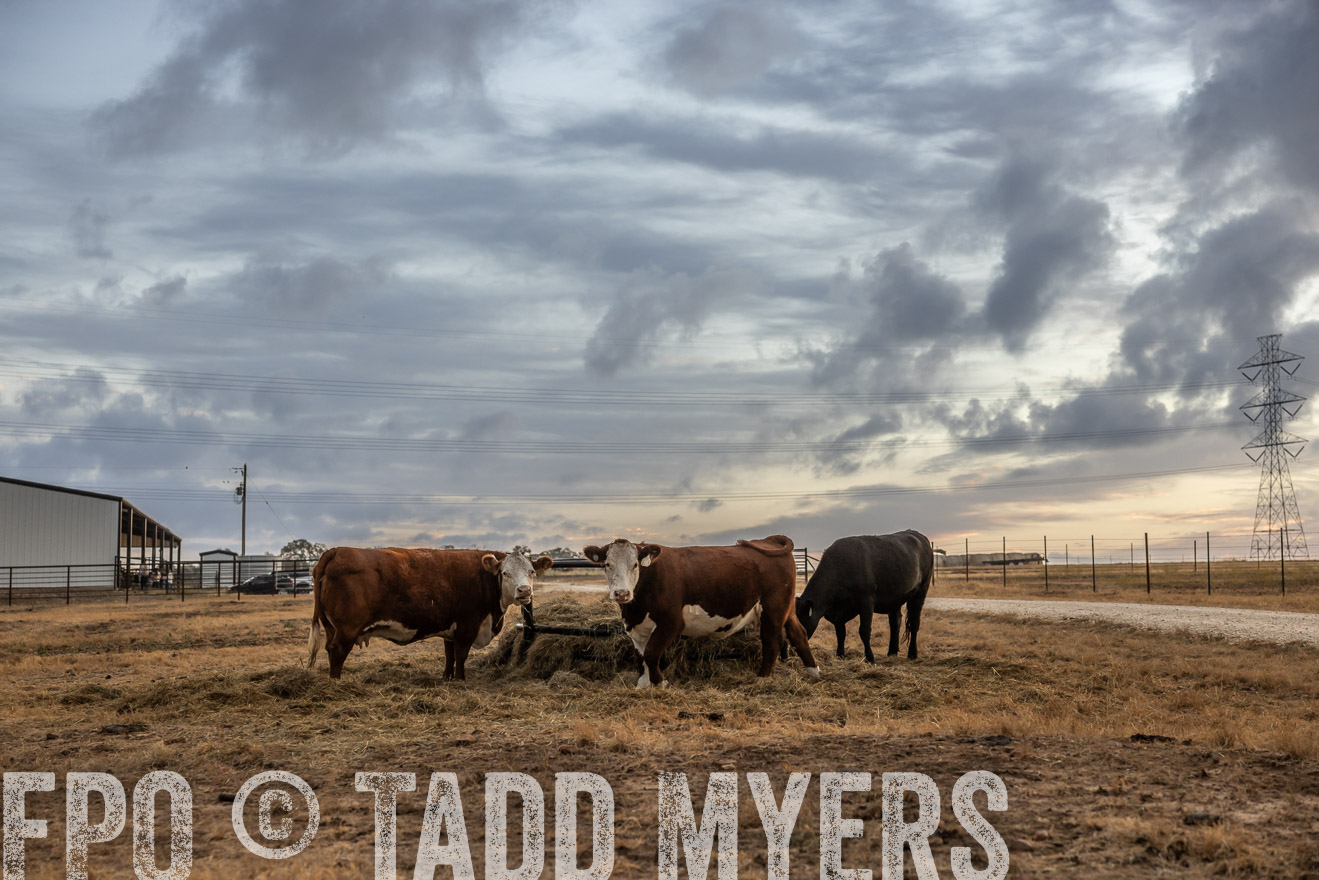 TMyers_PlotTwist_HEB_NewBerlinTX_Oct2024-514813