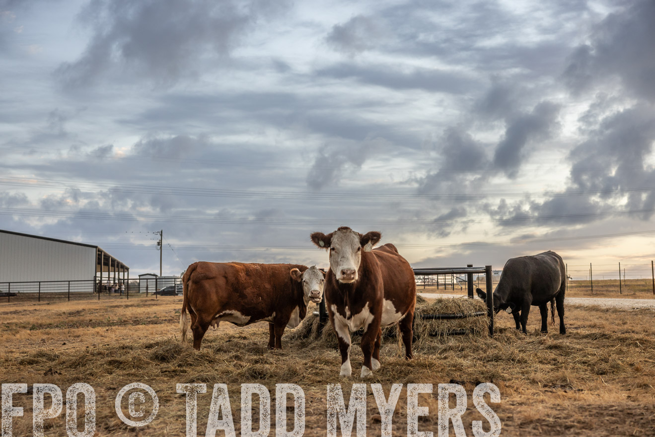 TMyers_PlotTwist_HEB_NewBerlinTX_Oct2024-514817