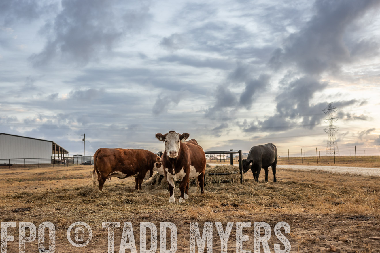 TMyers_PlotTwist_HEB_NewBerlinTX_Oct2024-514824