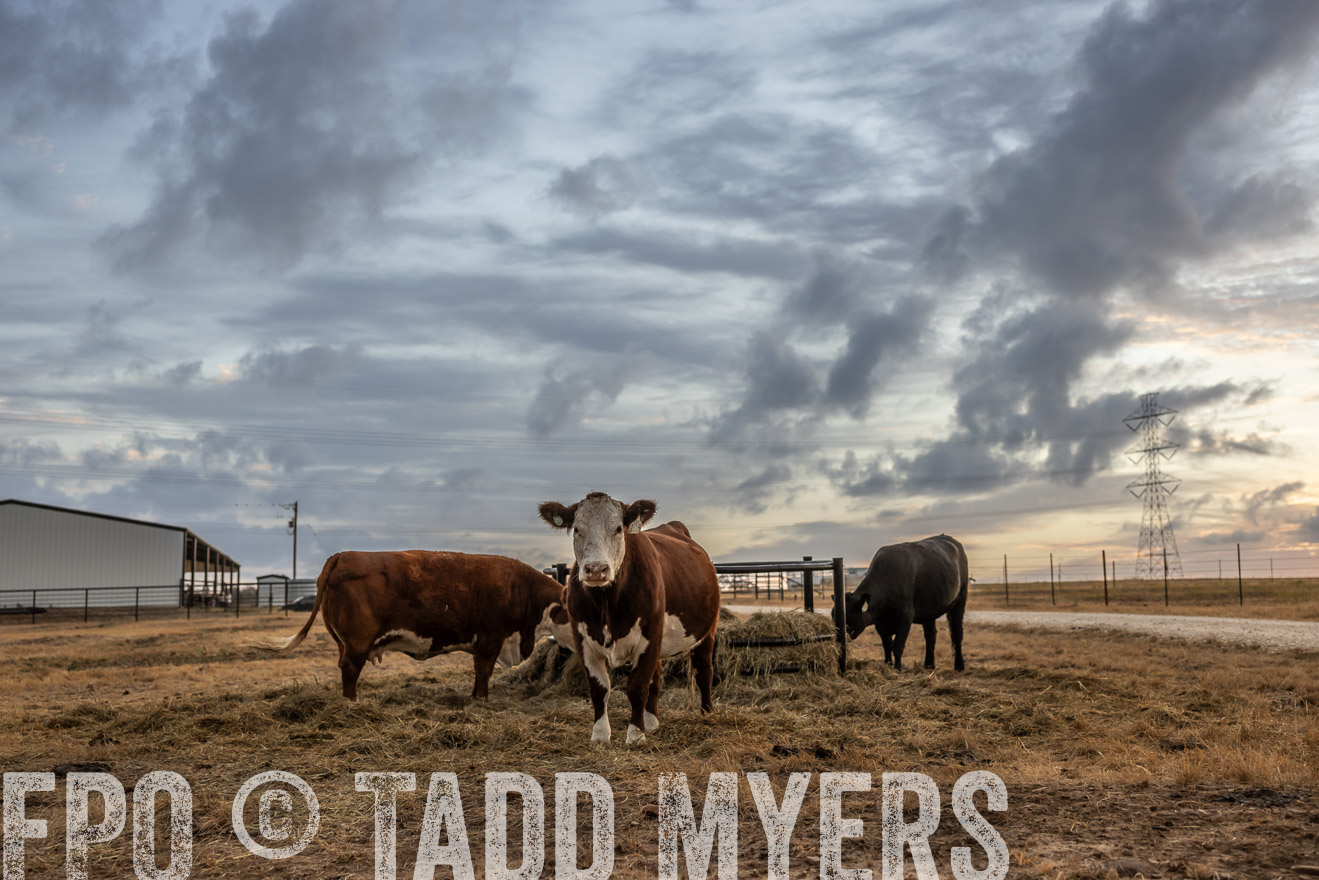 TMyers_PlotTwist_HEB_NewBerlinTX_Oct2024-514828