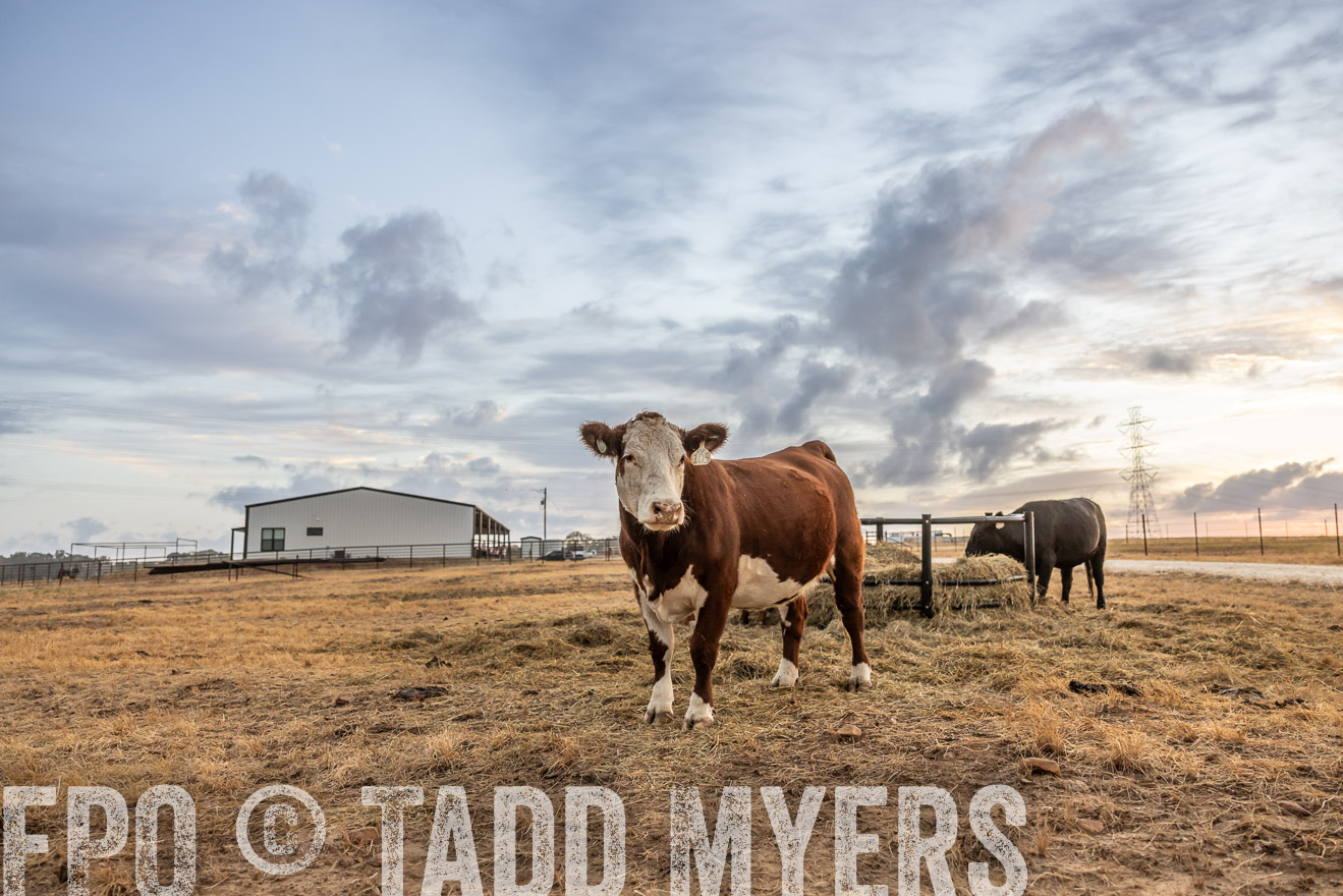 TMyers_PlotTwist_HEB_NewBerlinTX_Oct2024-514855