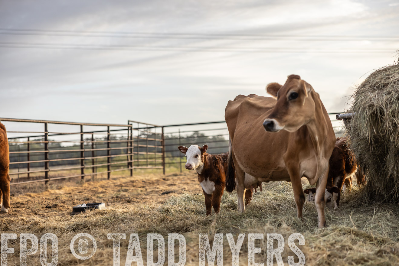 TMyers_PlotTwist_HEB_NewBerlinTX_Oct2024-515289