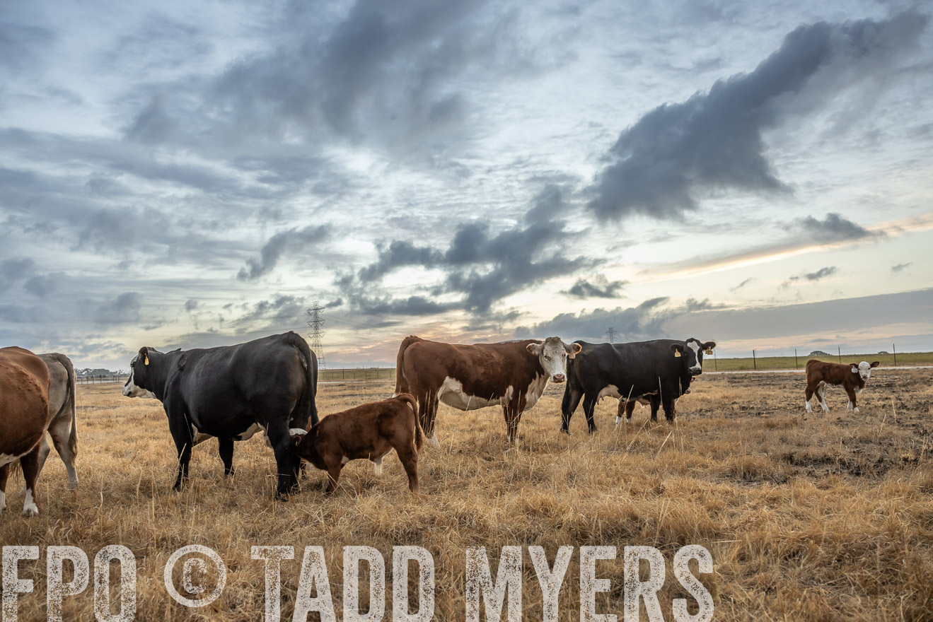 TMyers_PlotTwist_HEB_NewBerlinTX_Oct2024-514795