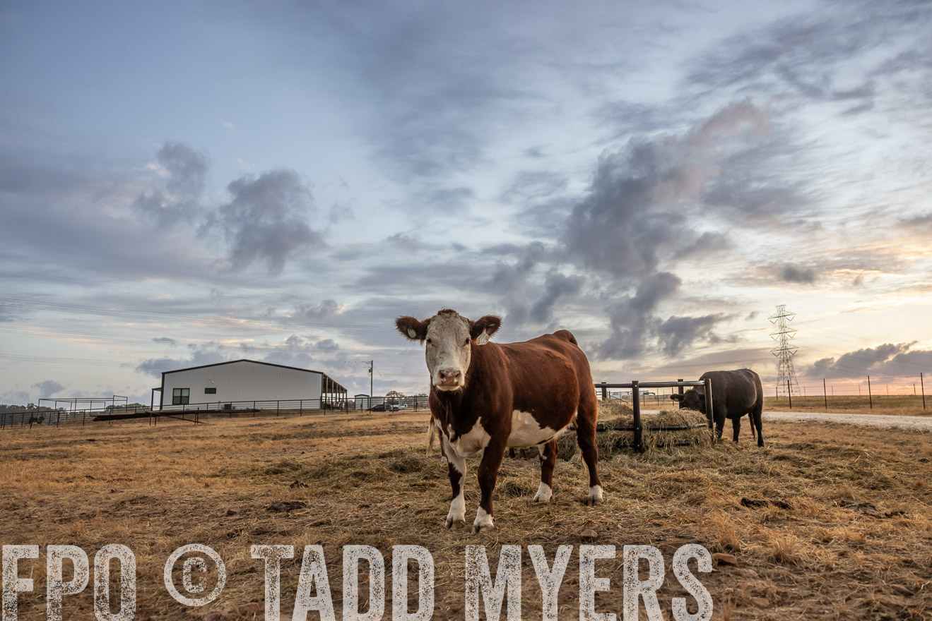 TMyers_PlotTwist_HEB_NewBerlinTX_Oct2024-514859